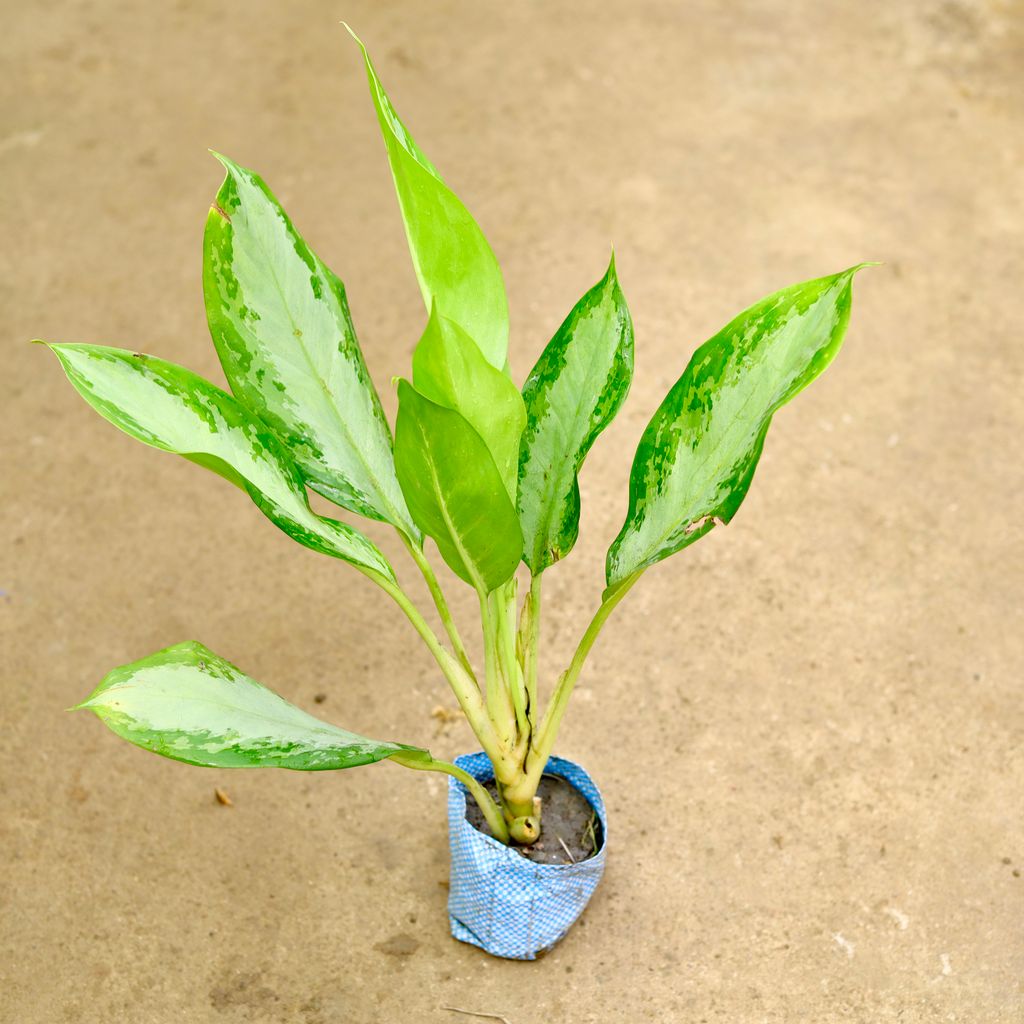 Buy Aglaonema Broad Leaf in 4 Inch Nursery Bag Online | Urvann.com Aglaonema Broad Leaf in 4 Inch Nursery Bag