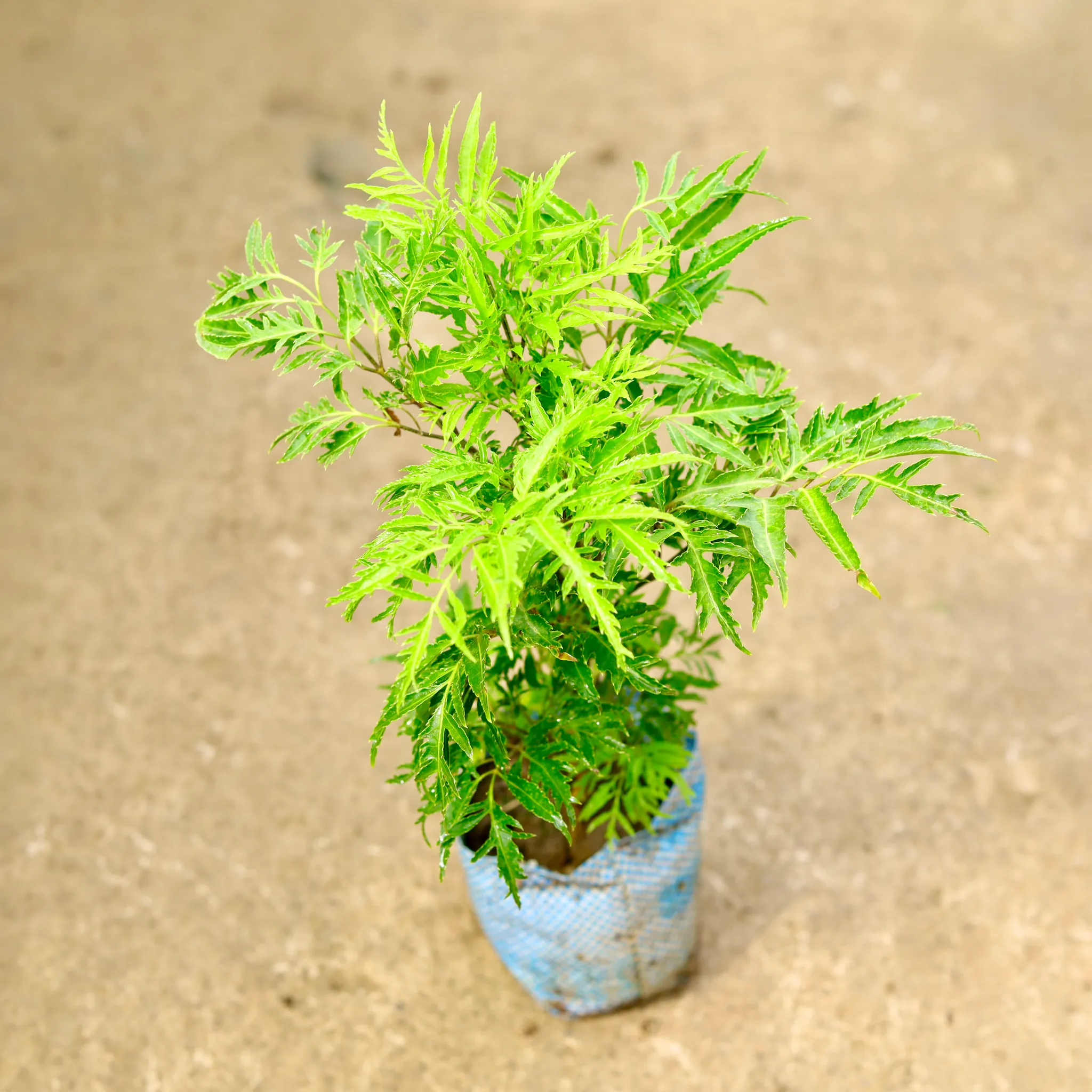 Aralia Neem in 4 Inch Nursery Bag