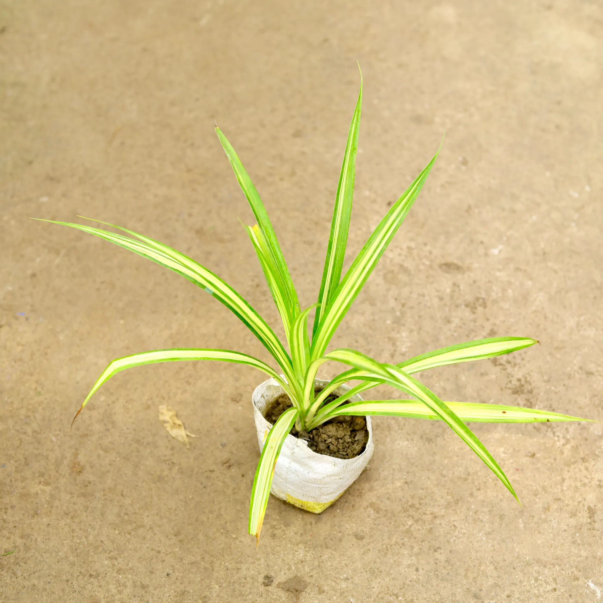 Pandanus / Screwpine in 4 Inch Nursery Bag