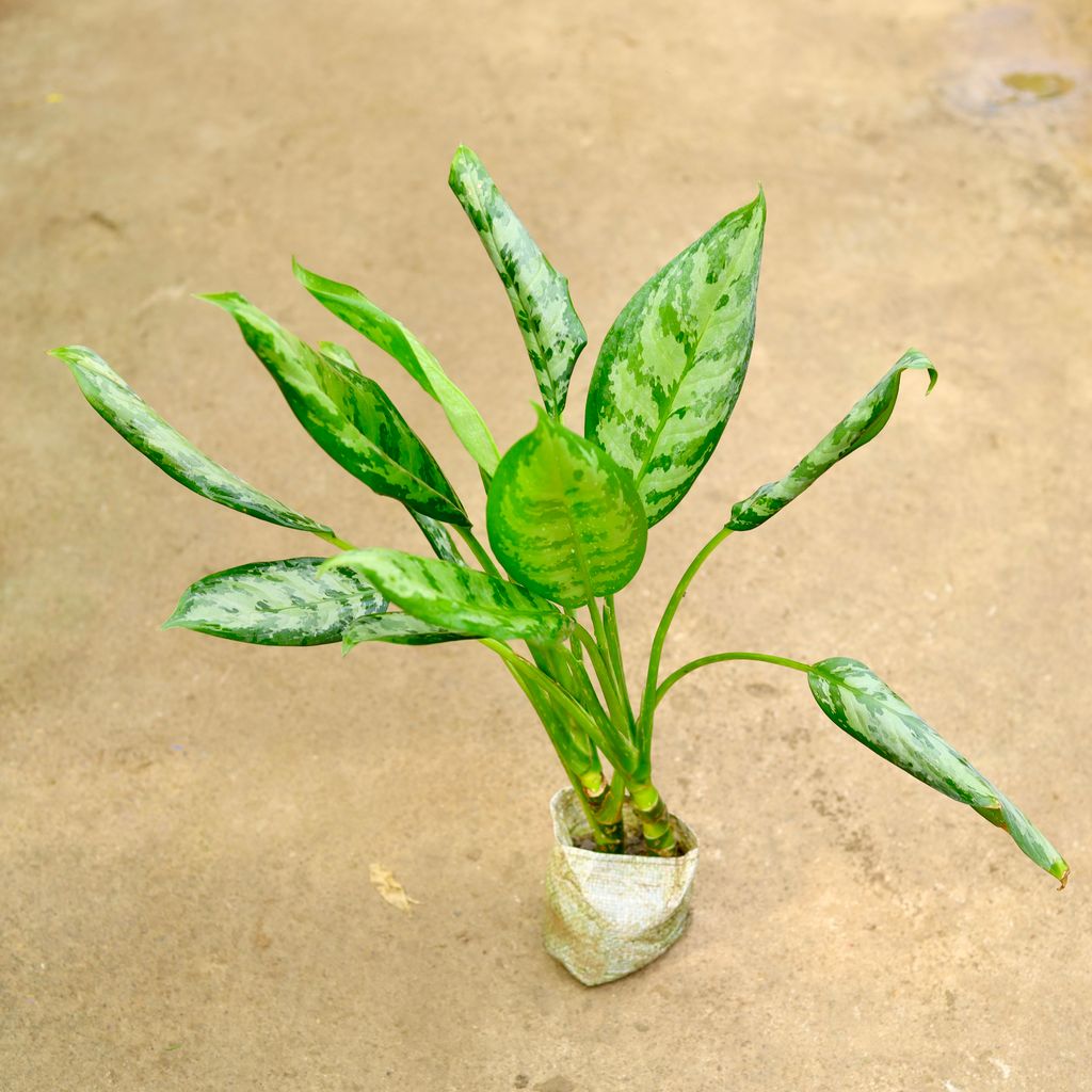 Buy Aglaonema Jungle Parrot in 4 Inch Nursery Bag Online | Urvann.com Aglaonema Jungle Parrot in 4 Inch Nursery Bag