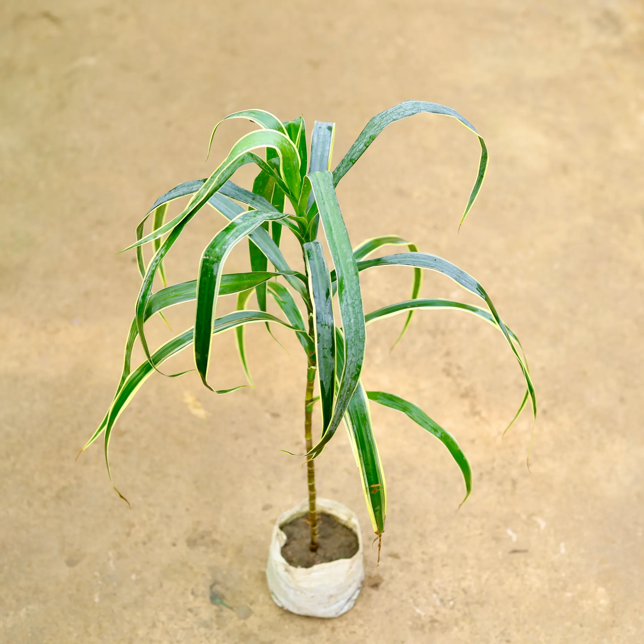 Dracaena Jamaica in 4 Inch Nursery Bag