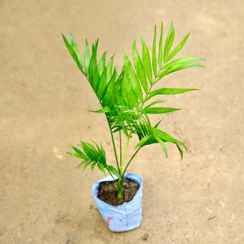 Chameadorea Palm in 4 Inch Nursery Bag
