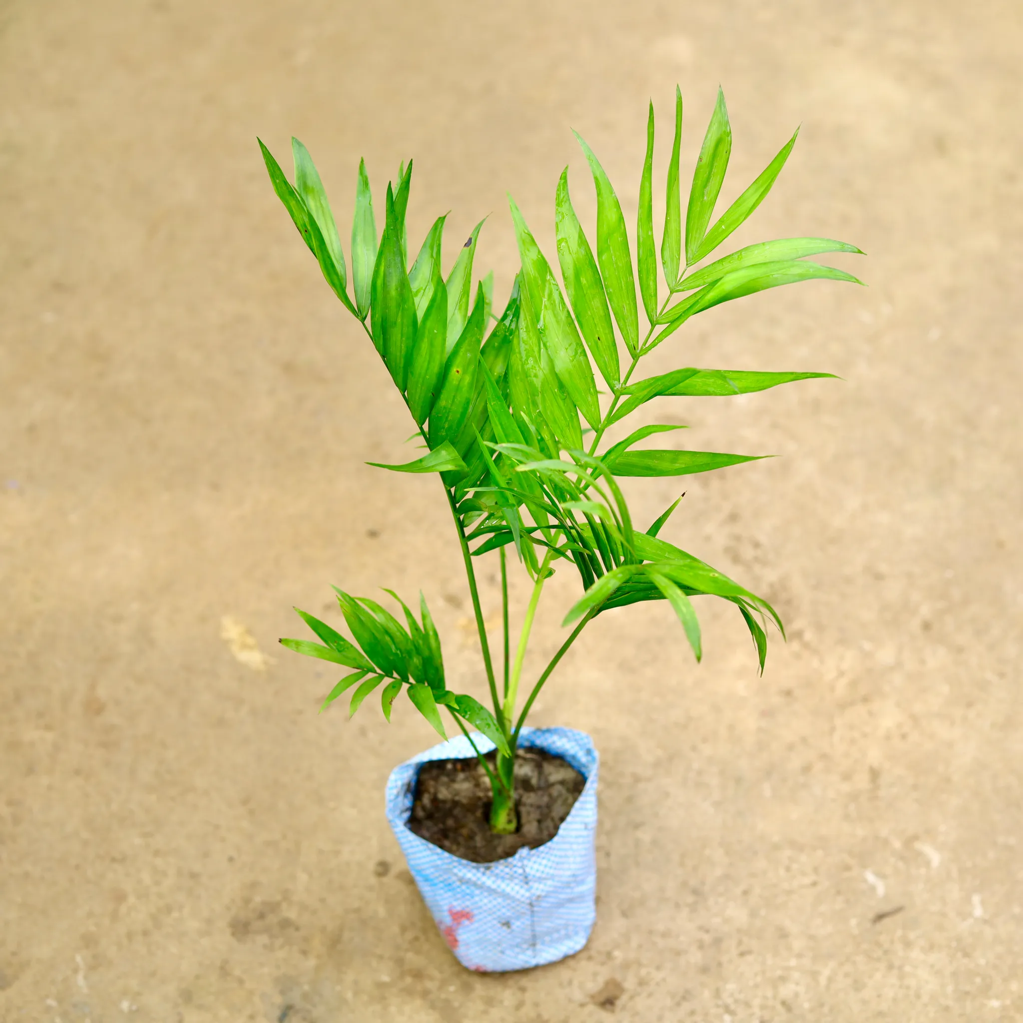 Chameadorea Palm in 4 Inch Nursery Bag