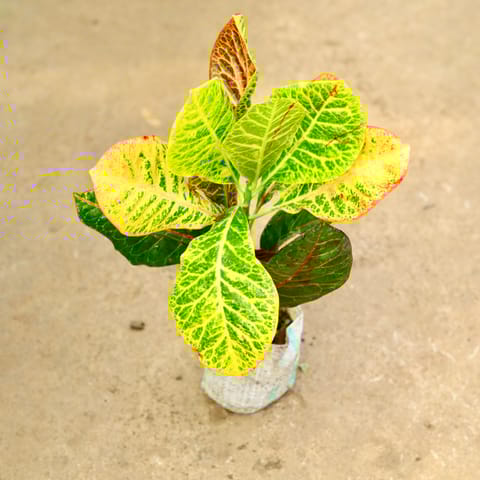 Croton Petra in 4 Inch Nursery Bag