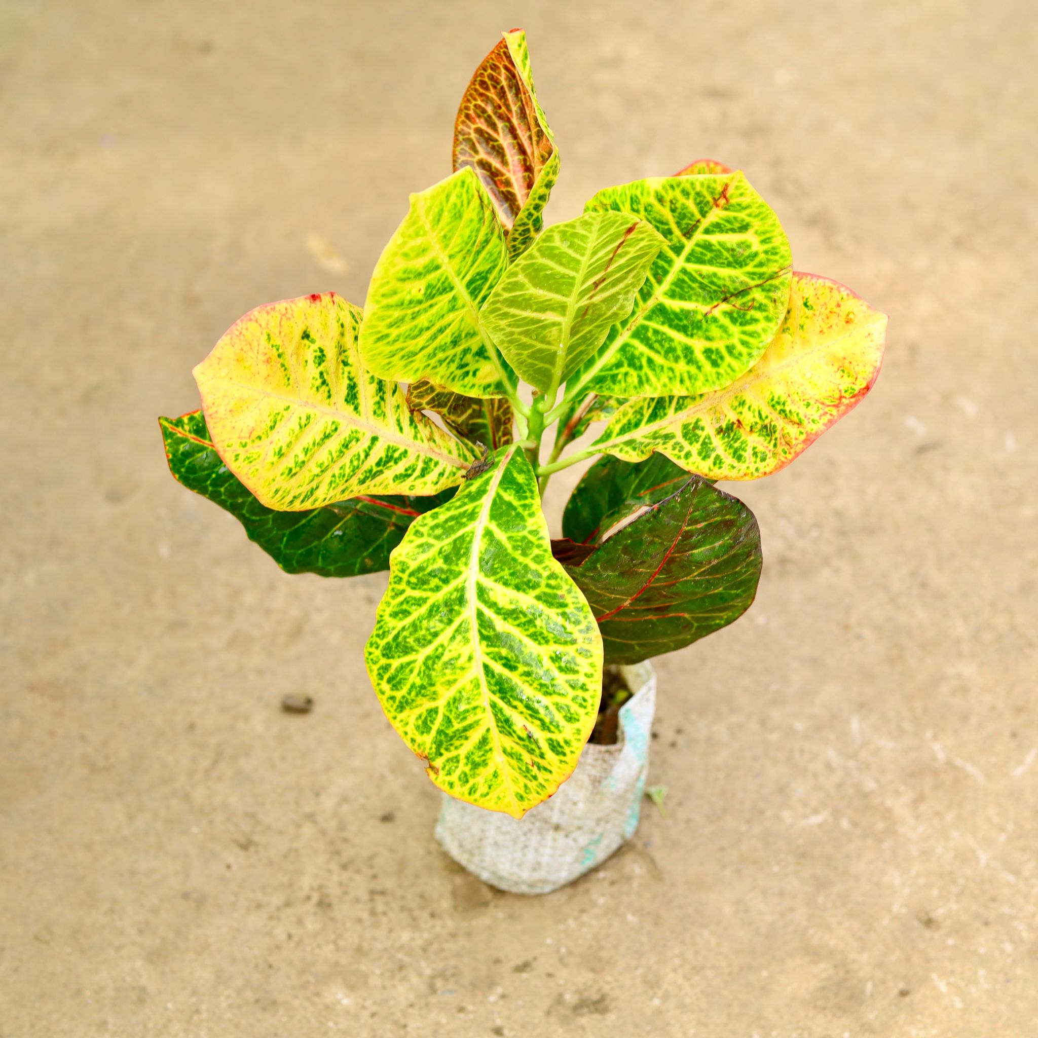 Croton Petra in 4 Inch Nursery Bag