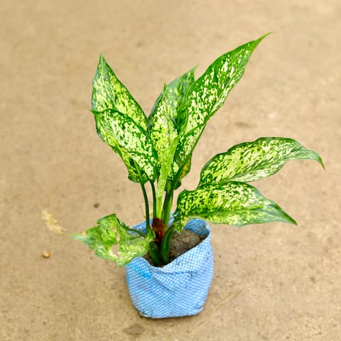 Aglaonema Snow White in 4 Inch Nursery Bag