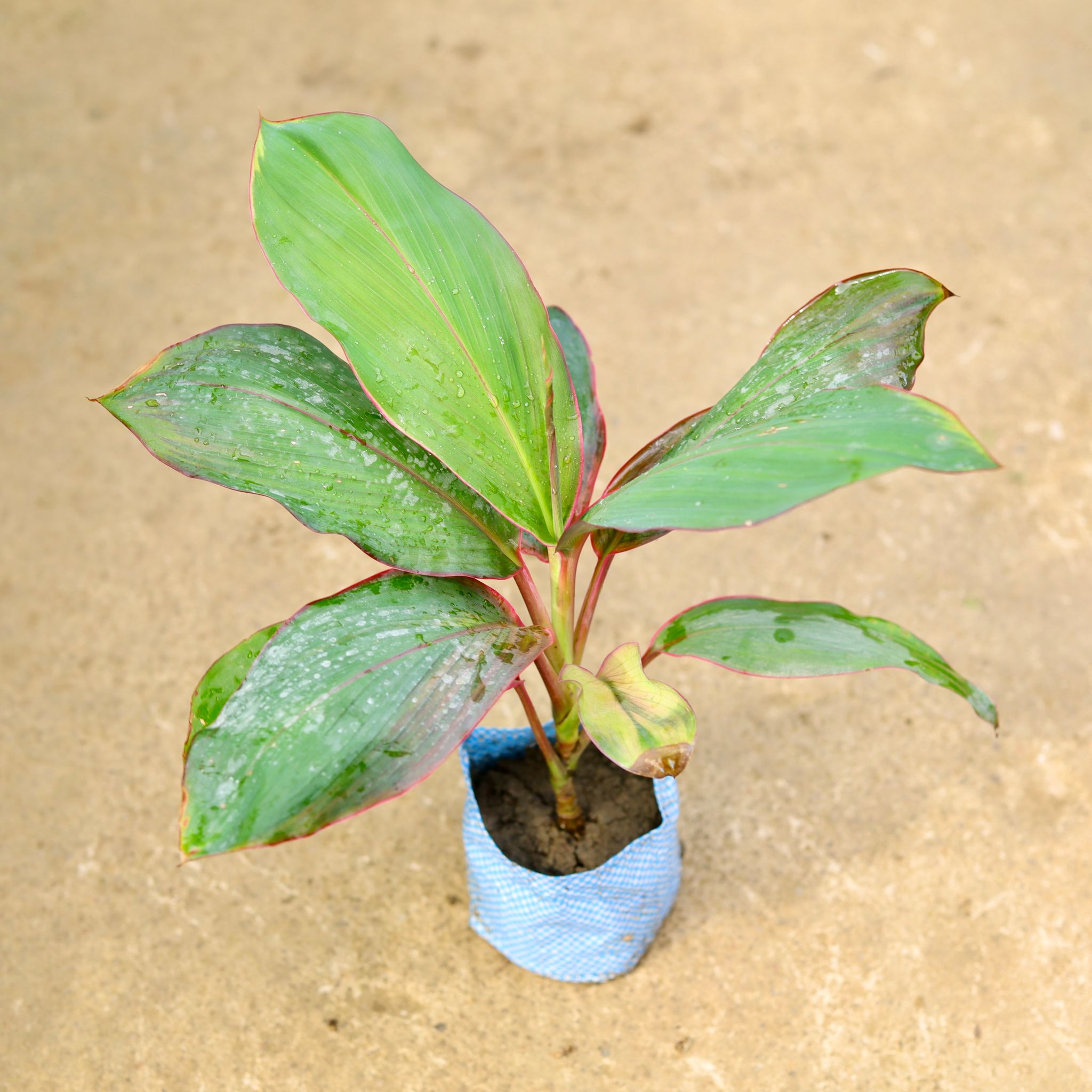 Dracaena Kedarnath in 4 Inch Nursery Bag
