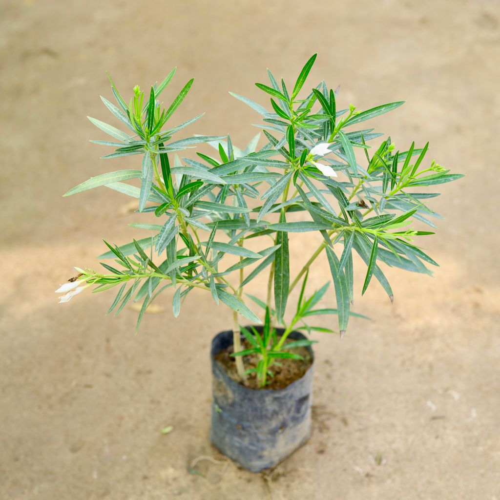 Buy Kaner White in 6 Inch Nursery Bag Online | Urvann.com Kaner / Oleander White in 6 Inch Nursery Bag