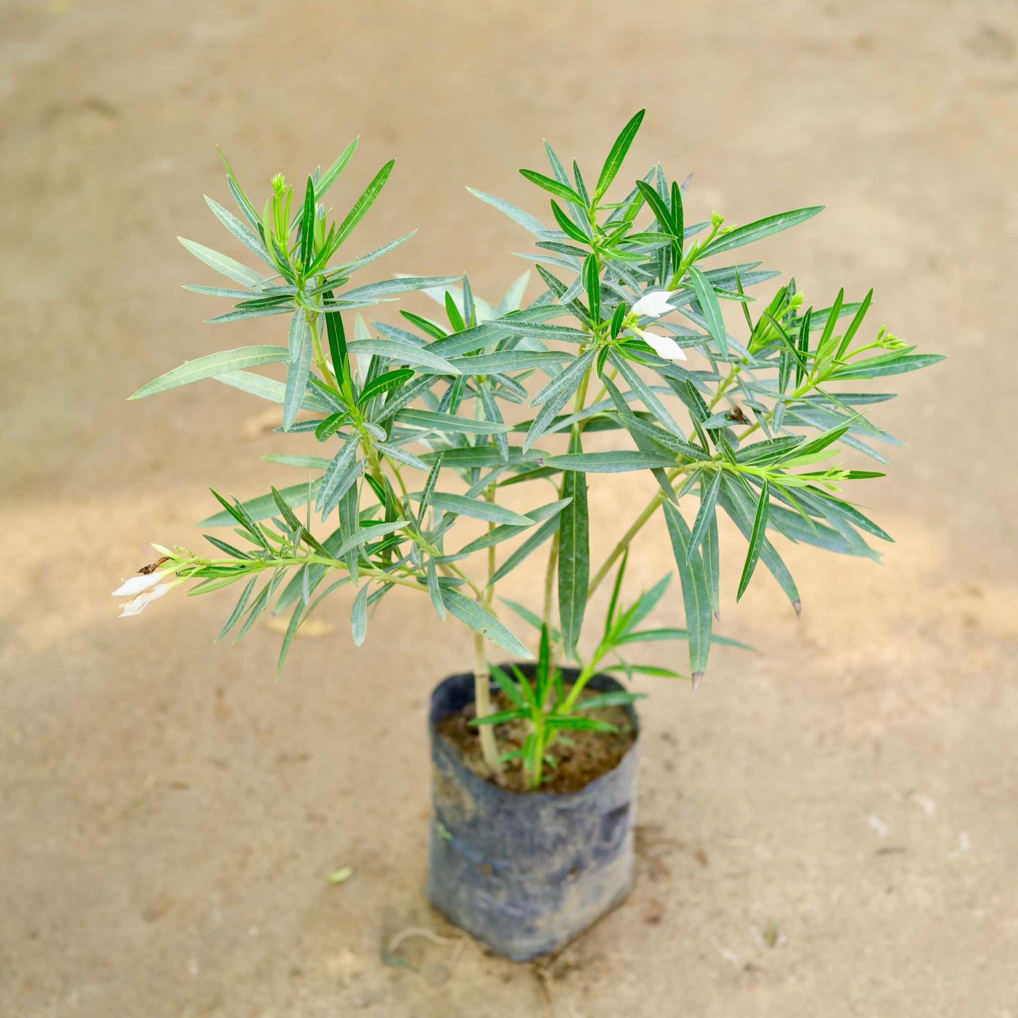 Kaner / Oleander White in 6 Inch Nursery Bag
