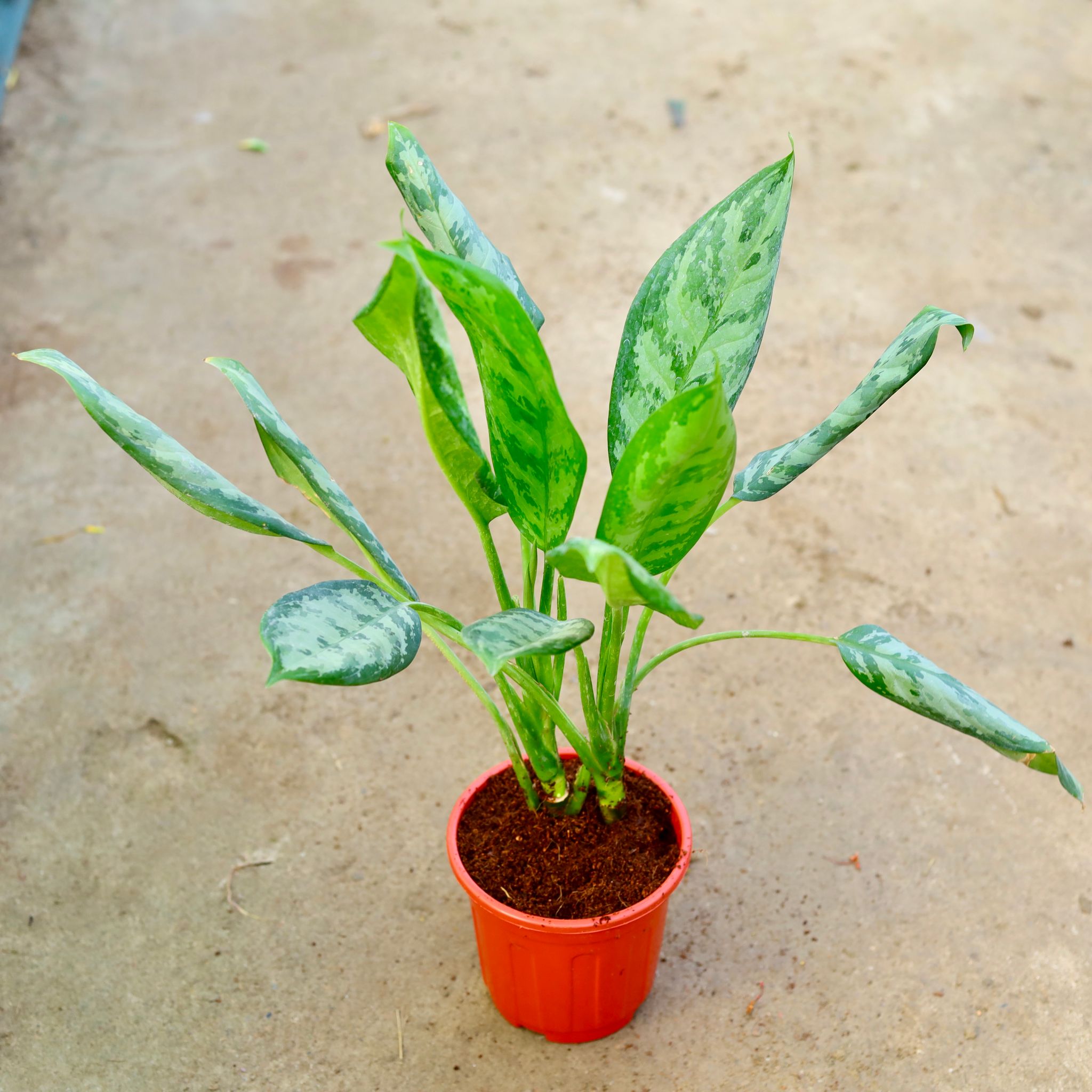 Aglaonema Jungle Parrot in 6 Inch Red Super Nursery Pot