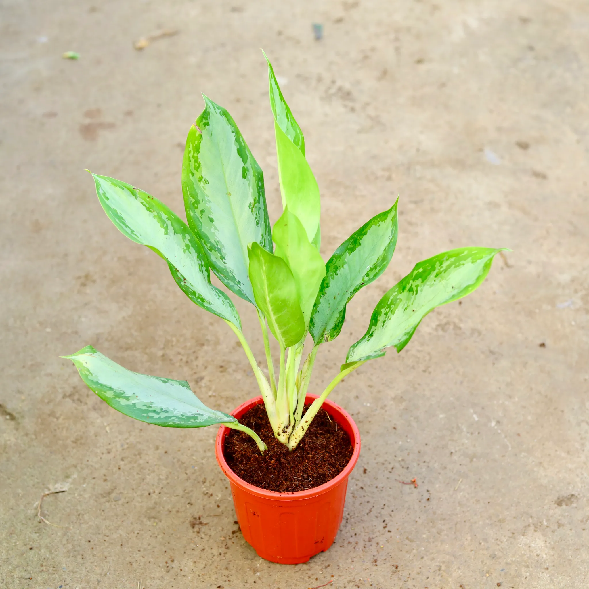 Aglaonema Jungle Parrot in 6 Inch Red Super Nursery Pot
