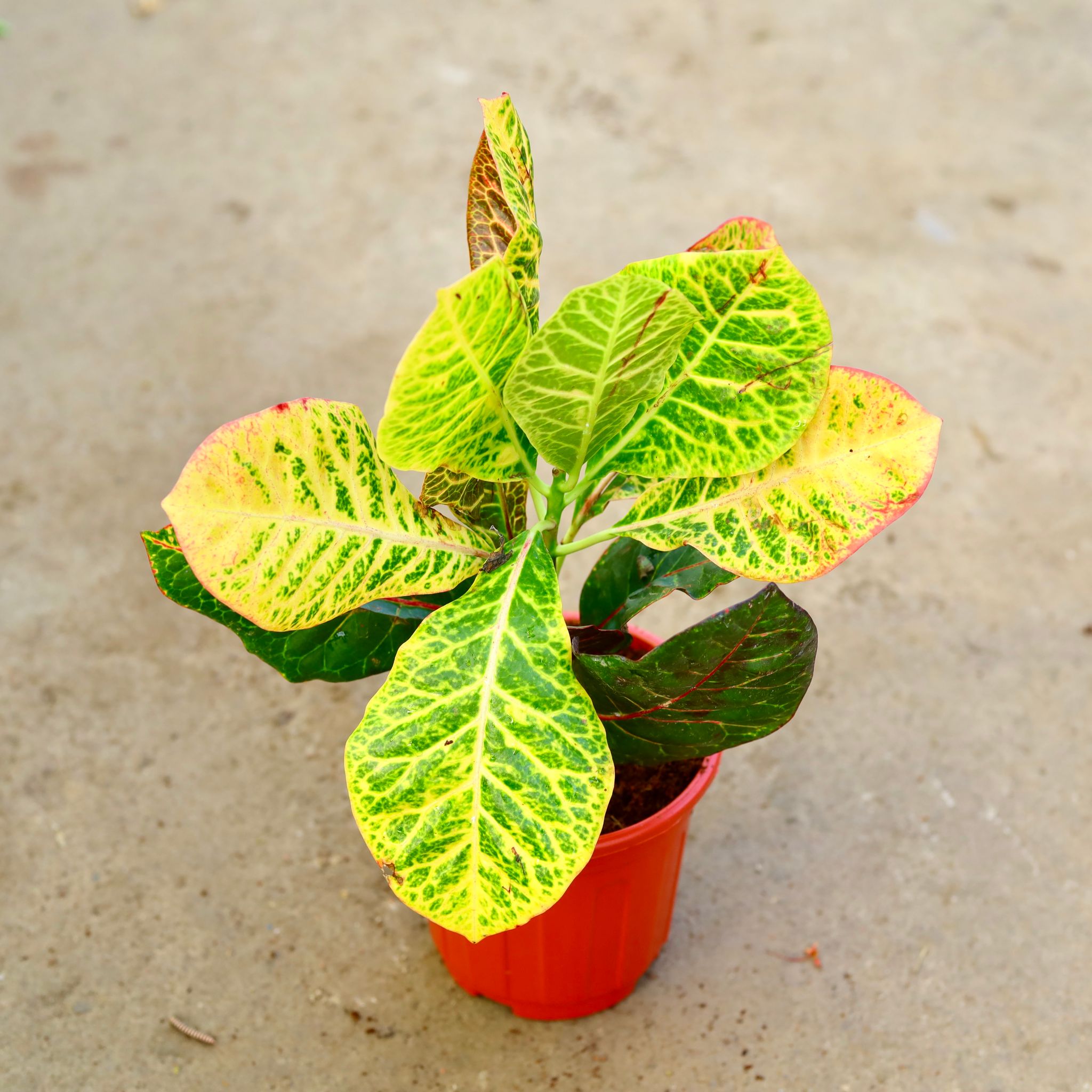 Croton Petra in 6 Inch Red Super Nursery Pot
