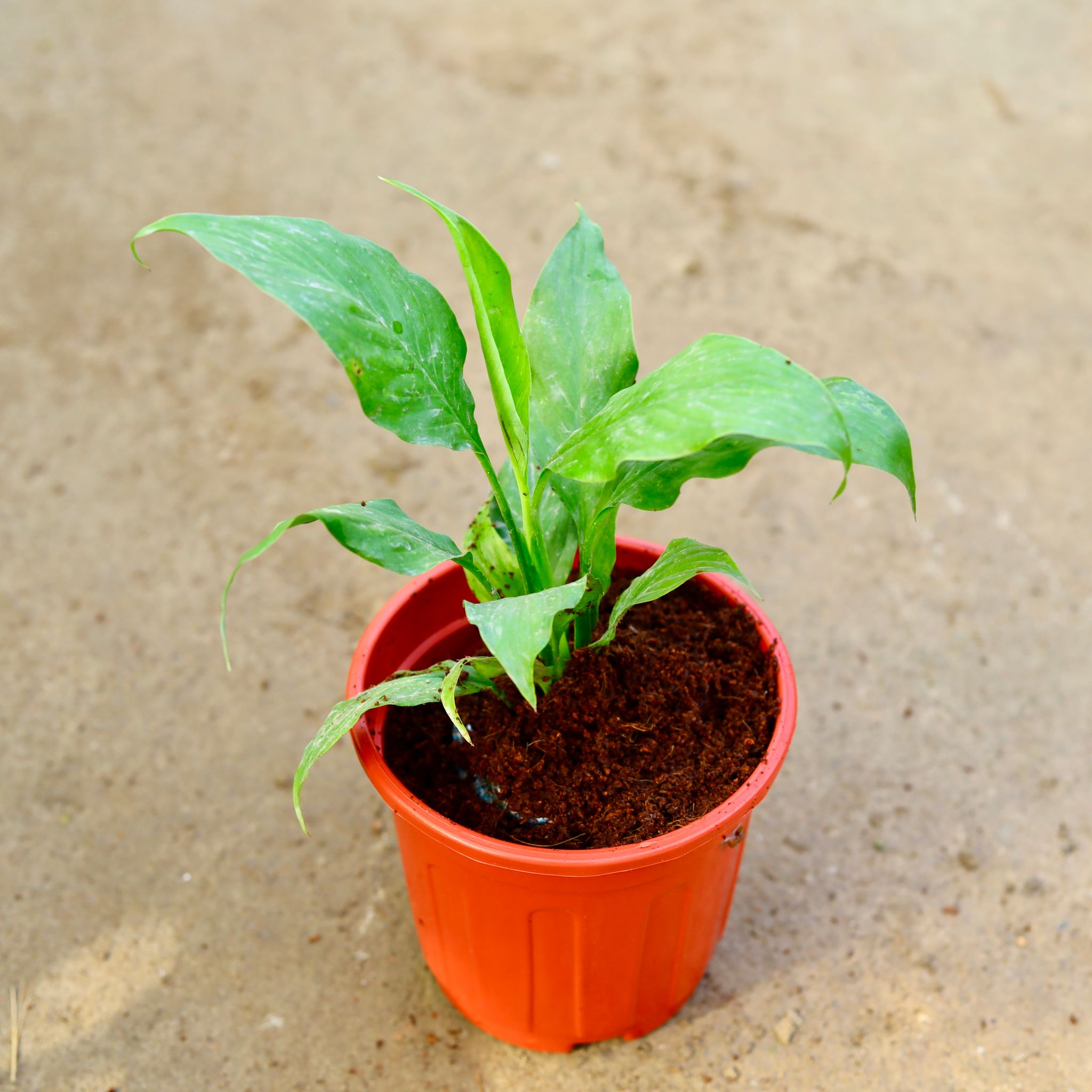 Peace Lily in 6 Inch Red Super Nursery Pot