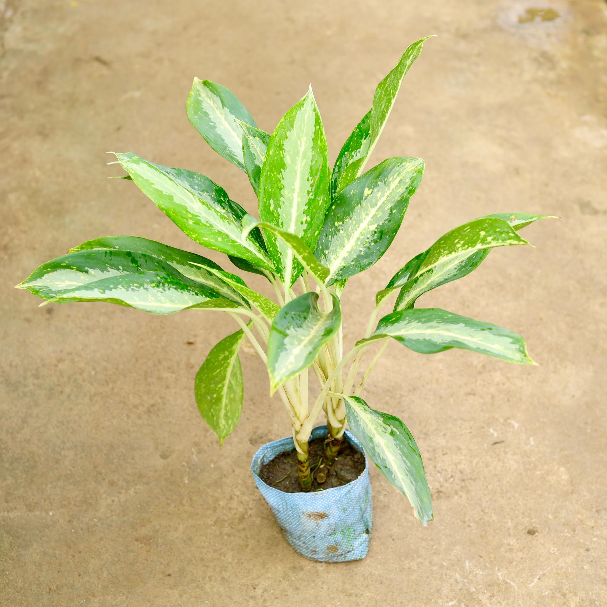 Aglaonema Dove in 8 Inch Nursery Bag