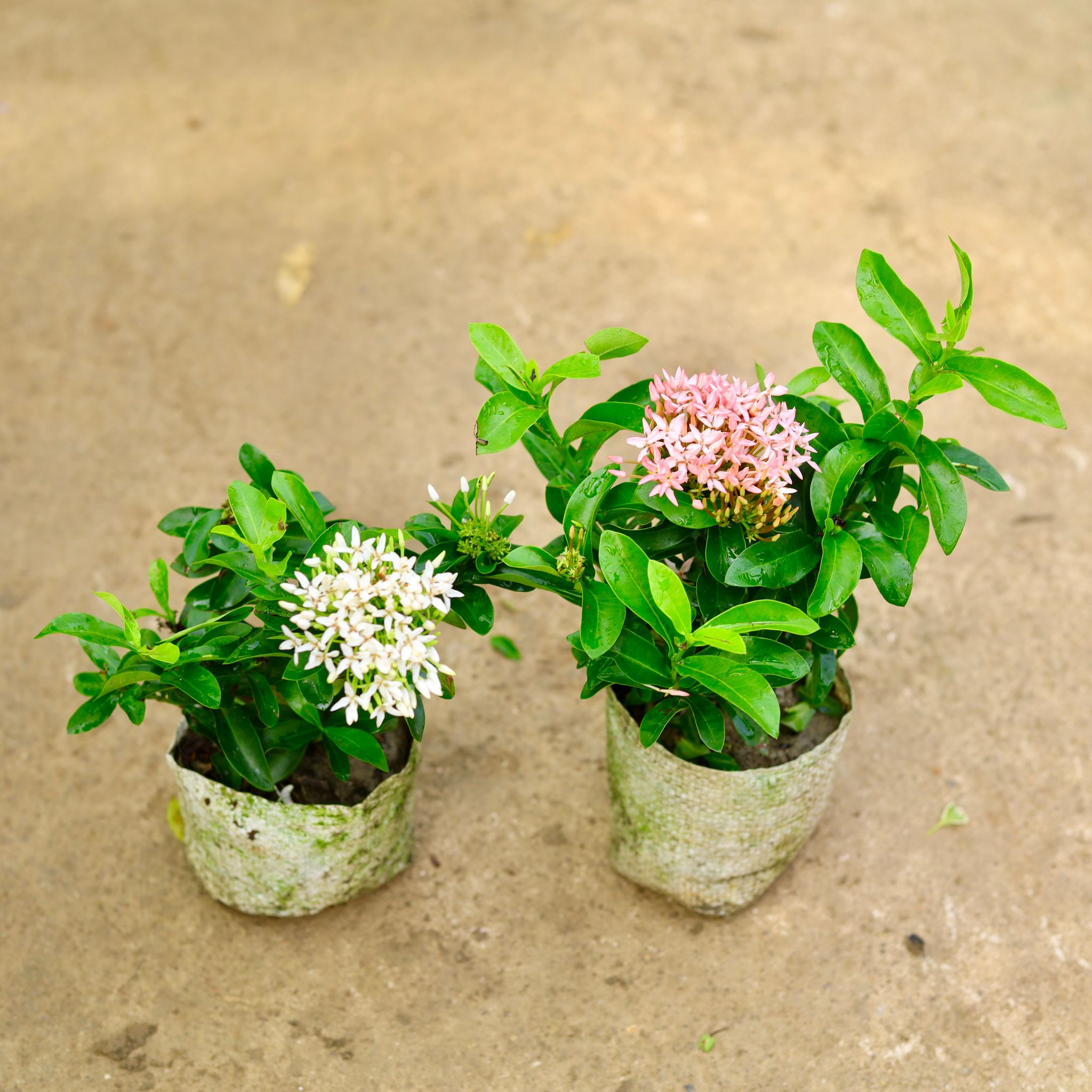 Set of 2 - Ixora - Pink & White in 4 Inch Nursery Bag