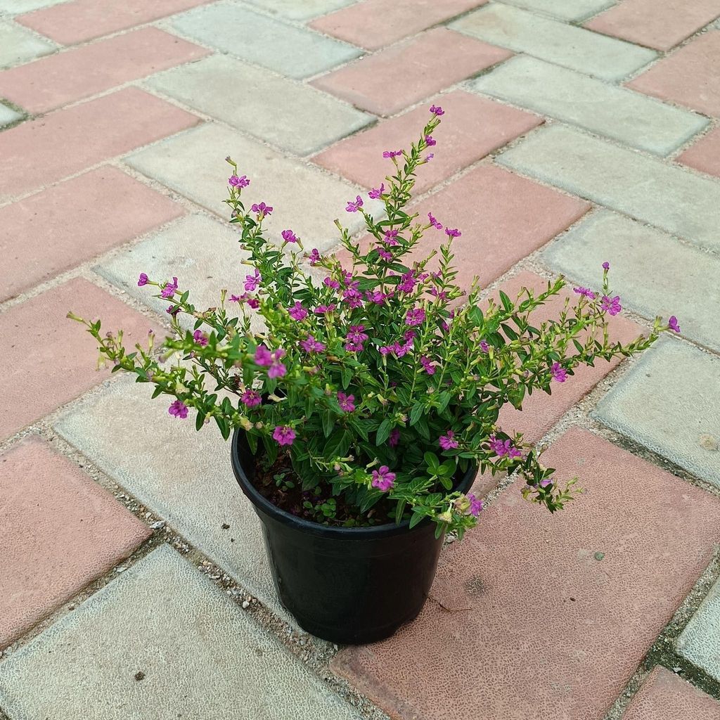 Buy Cuphea / False Heather in 4 Inch Plastic Pot Online | Urvann.com Cuphea / False Heather (any colour) in 4 Inch Nursery Pot