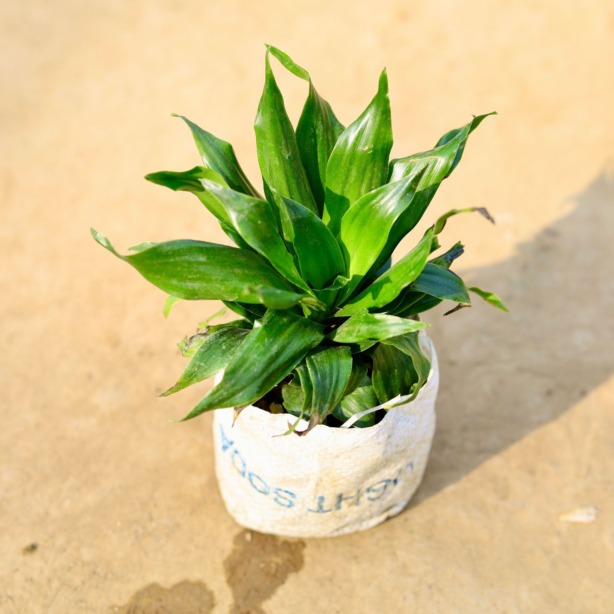 Dracaena Compacta in 4 Inch Nursery Bag