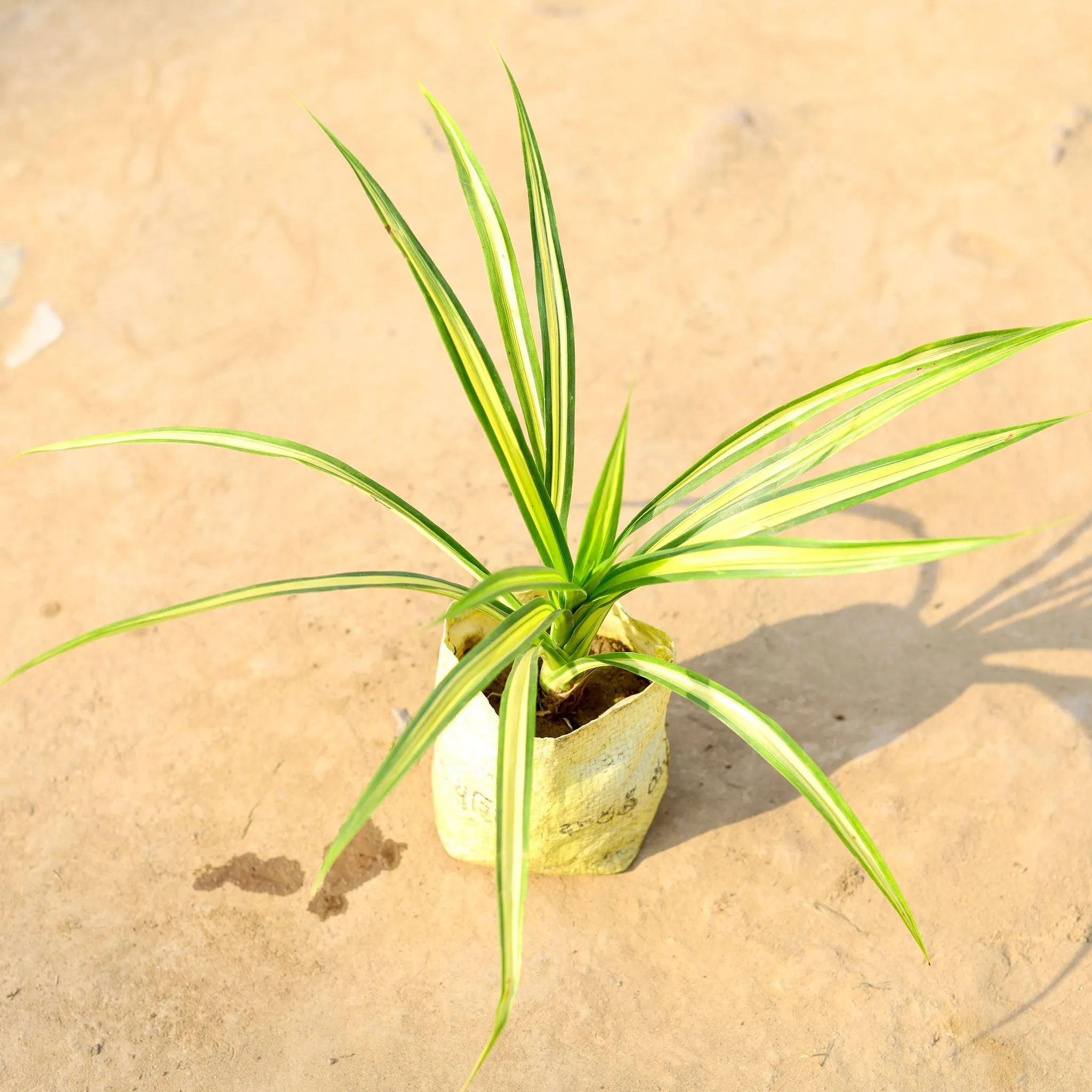 Pandanus / Screwpine in 4 Inch Nursery Bag