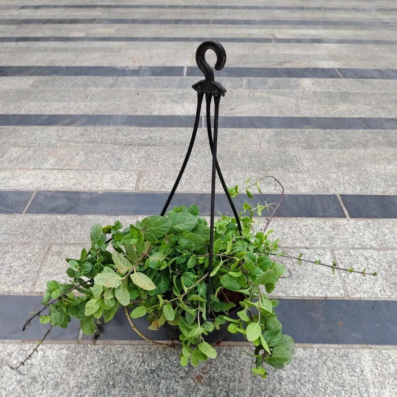 Mint / Pudina in 5 Inch Black Hanging Plastic Pot