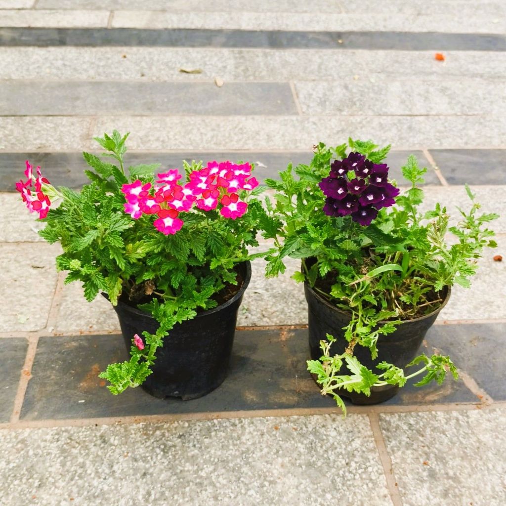 Buy Set of 2 - Verbena (any colour) in 4 Inch Nursery Bag in 5 Inch Nursery Bag Online | Urvann.com Set of 2 - Verbena (any colour) in 4 Inch Nursery Pot
