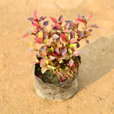 Alternanthera English Red in 4 Inch Nursery Bag