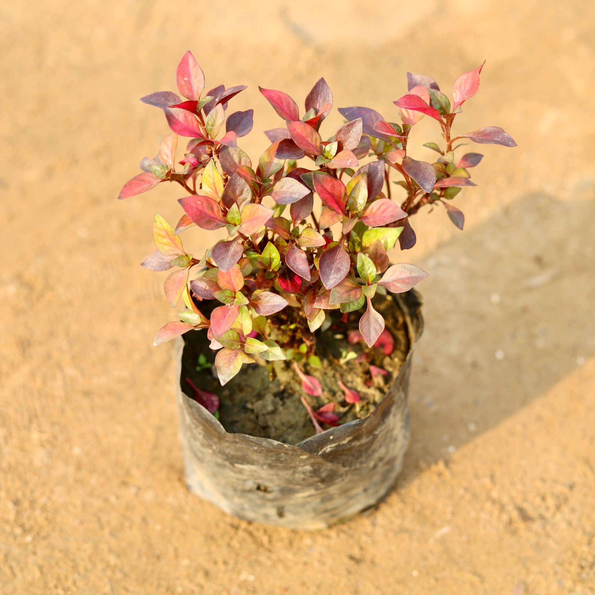 Alternanthera English Red in 4 Inch Nursery Bag