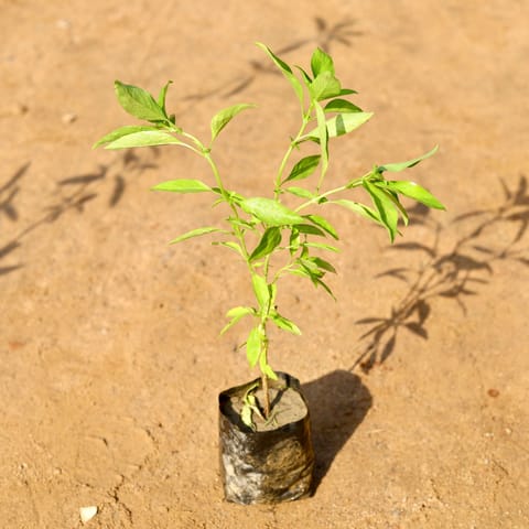 Sweet Basil in 4 Inch Nursery Bag