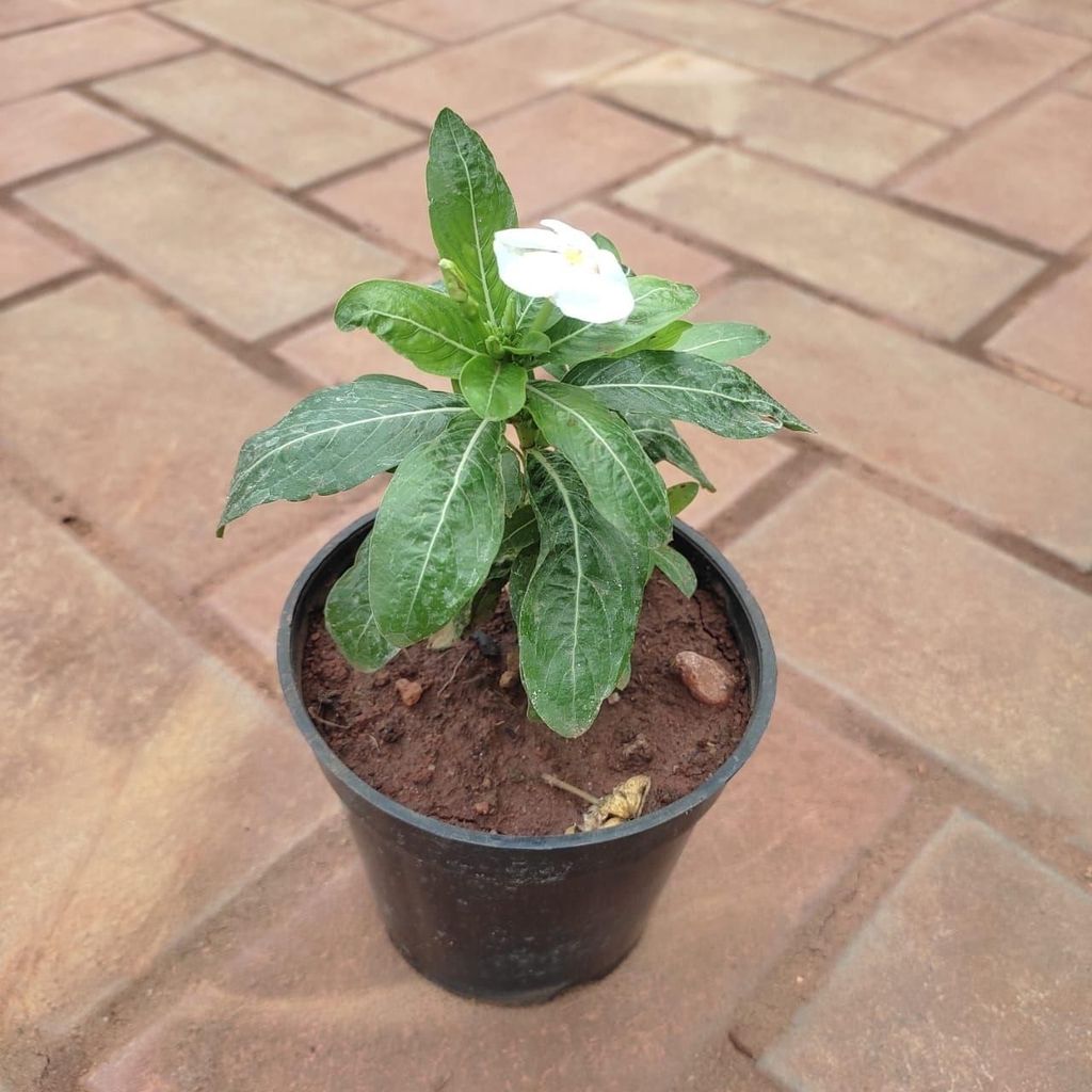 Buy Vinca / Periwinkle / Sadabahar White in 4 Inch Plastic Pot Online | Urvann.com Vinca / Periwinkle / Sadabahar White in 4 Inch Nursery Pot