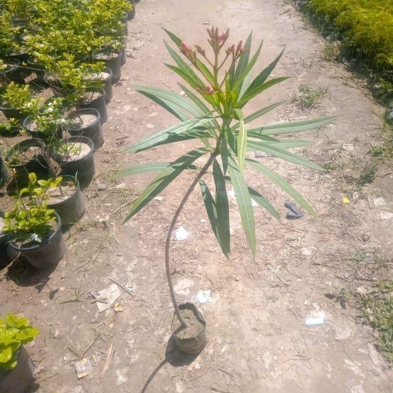 Kaner / Oleander (~ 3 ft) (Any colour) in 5 Inch Nursery Bag