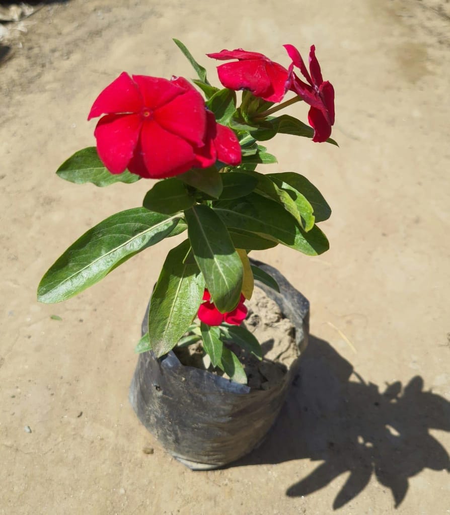 Sadabahar / Periwinkle / Vinca (any colour) in 4 Inch Nursery Bag