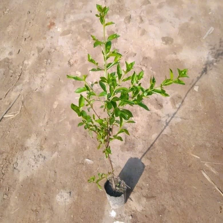 Buy Mehandi / Henna Plant in 4 Inch Nursery Bag Online | Urvann.com Mehandi / Henna Plant in 4 Inch Nursery Bag