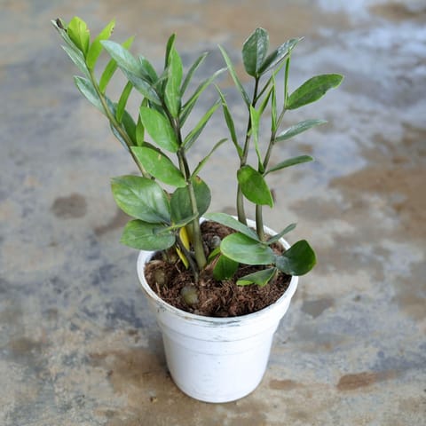 ZZ Plant in 4 Inch White Nursery Pot