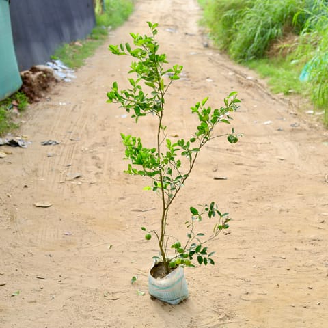 Nimbu / Lemon Plant� in 10 Inch Nursery Bag