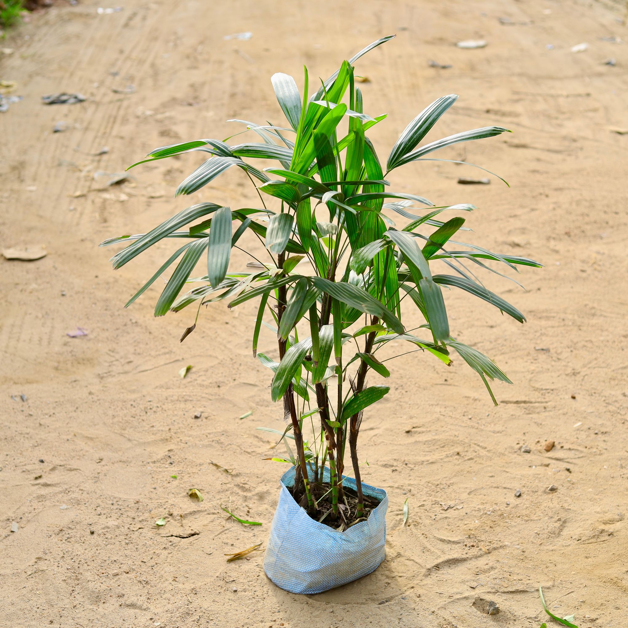 Raphis Palm in 10 Inch Nursery Bag