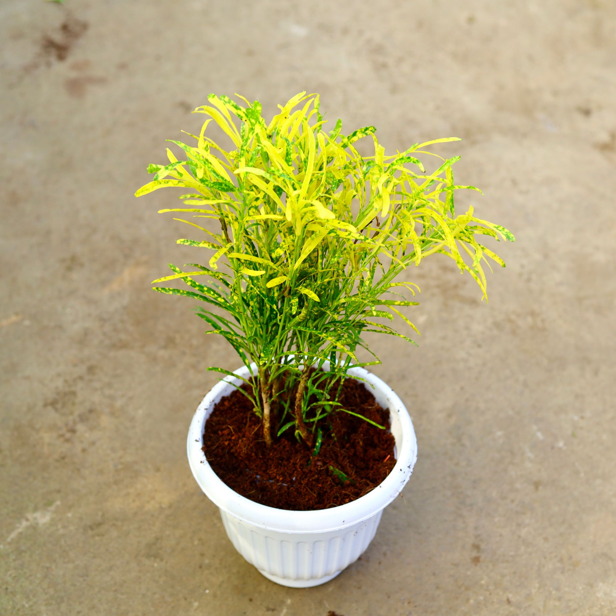 Chironji Croton in 8 Inch White Olive Plastic Pot
