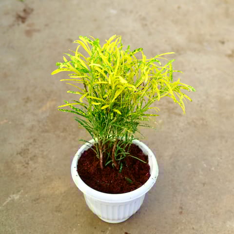 Chironji Croton in 8 Inch White Olive Plastic Pot