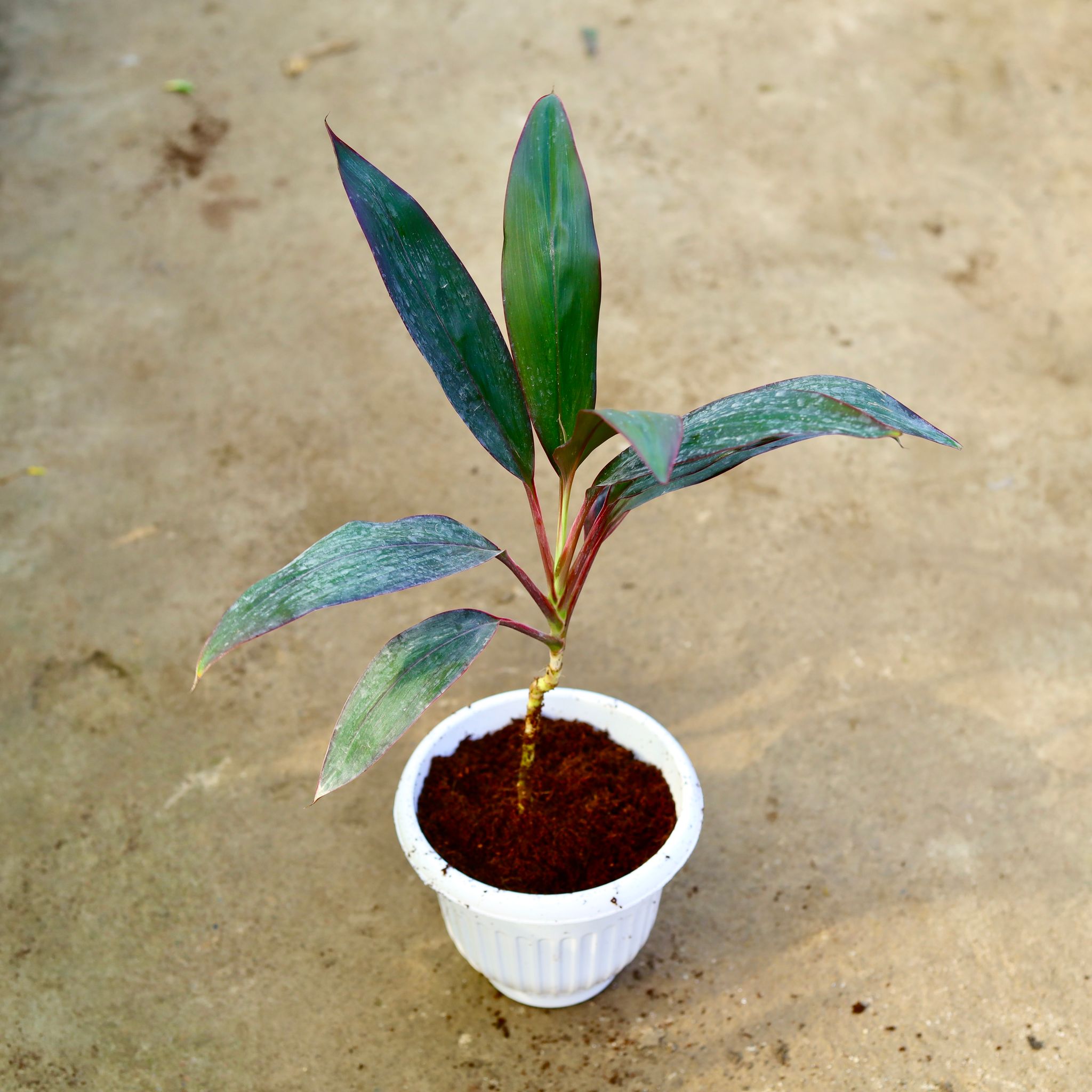 Dracaena Mahatma in 8 Inch White Olive Plastic Pot