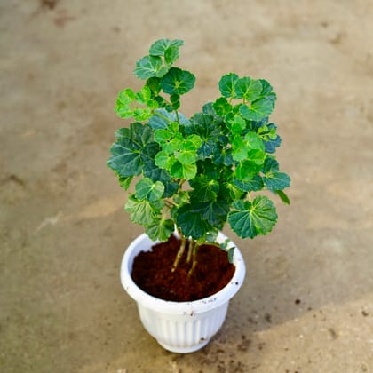 Buy Aralia Apple leaf in 8 Inch White Olive Plastic Pot Online | Urvann.com