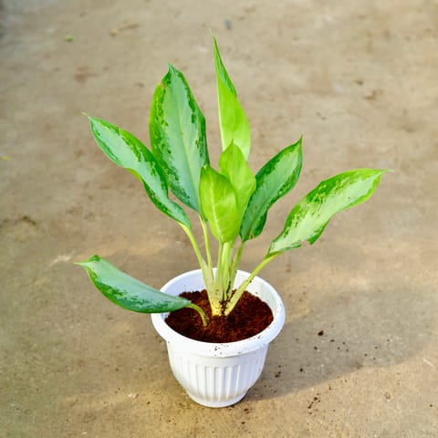 Aglaonema Broad Leaf in 8 Inch White Olive Plastic Pot