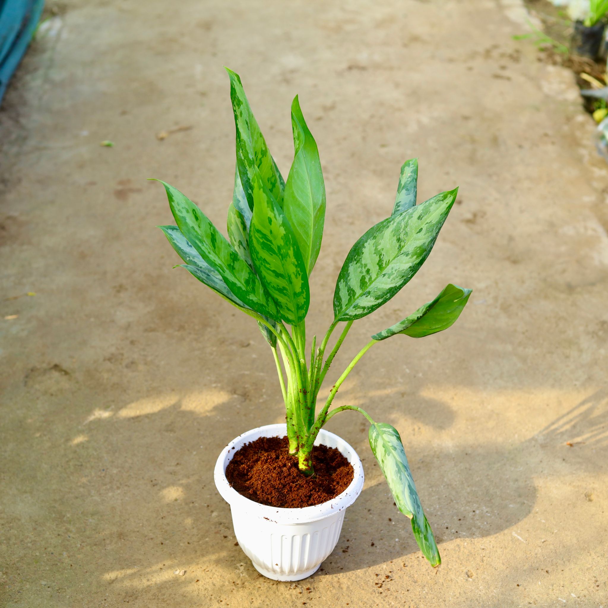 Aglaonema Jungle Parrot in 8 Inch White Olive Plastic Pot