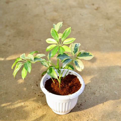 Schefflera High Colour in 8 Inch White Olive Plastic Pot