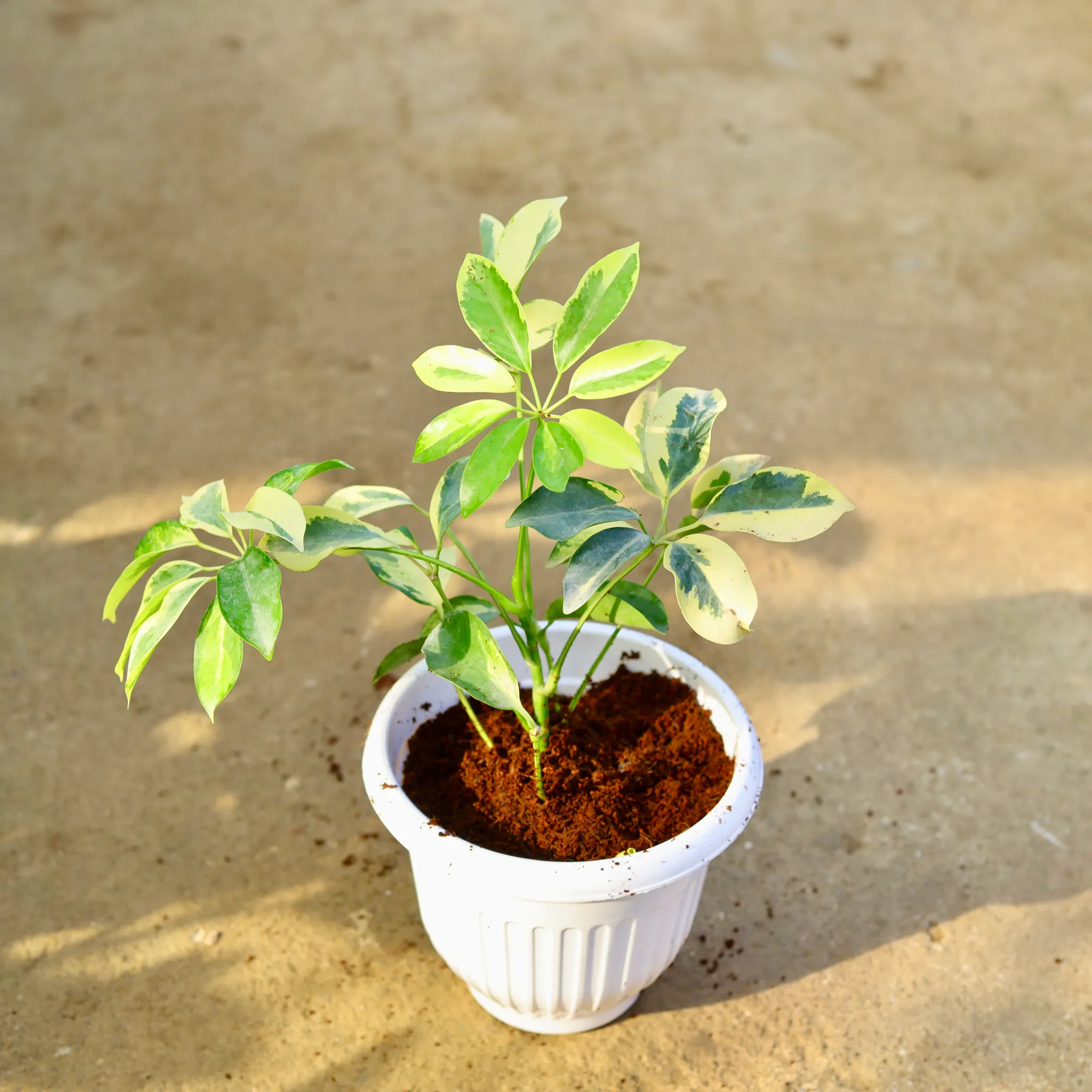 Schefflera High Colour in 8 Inch White Olive Plastic Pot