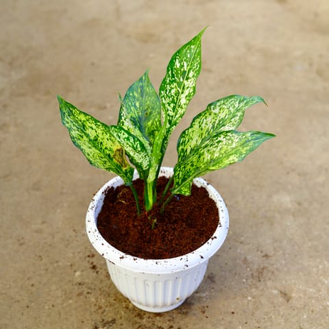 Aglaonema Snow White in 8 Inch White Olive Plastic Pot