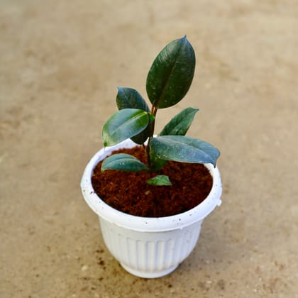 Buy Rubber Black in 8 Inch White Olive Plastic Pot Online | Urvann.com