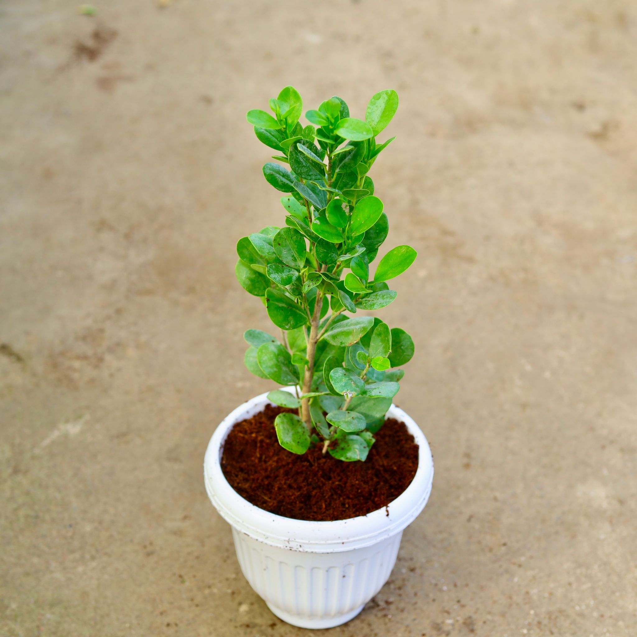 Ficus Moclaim in 8 Inch White Olive Plastic Pot