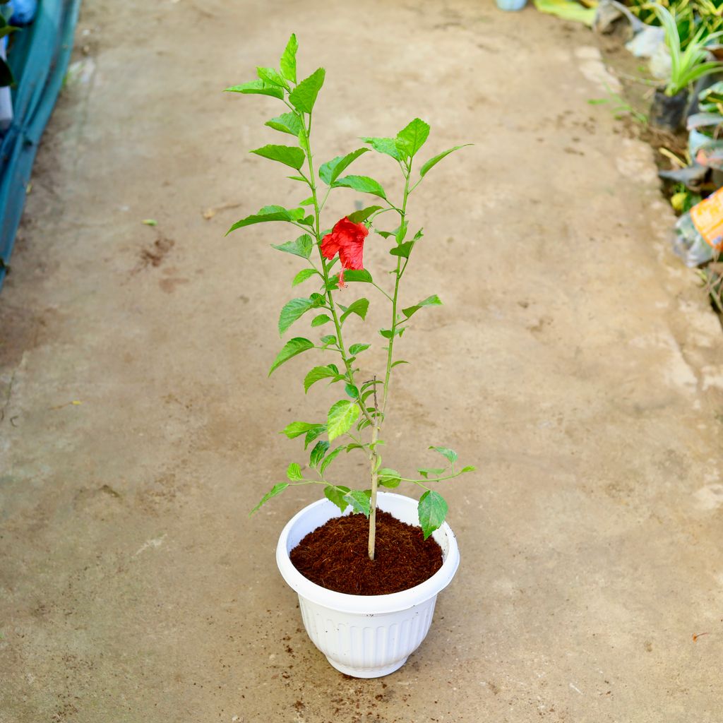 Hibiscus Red in 10 Inch White Olive Plastic Pot