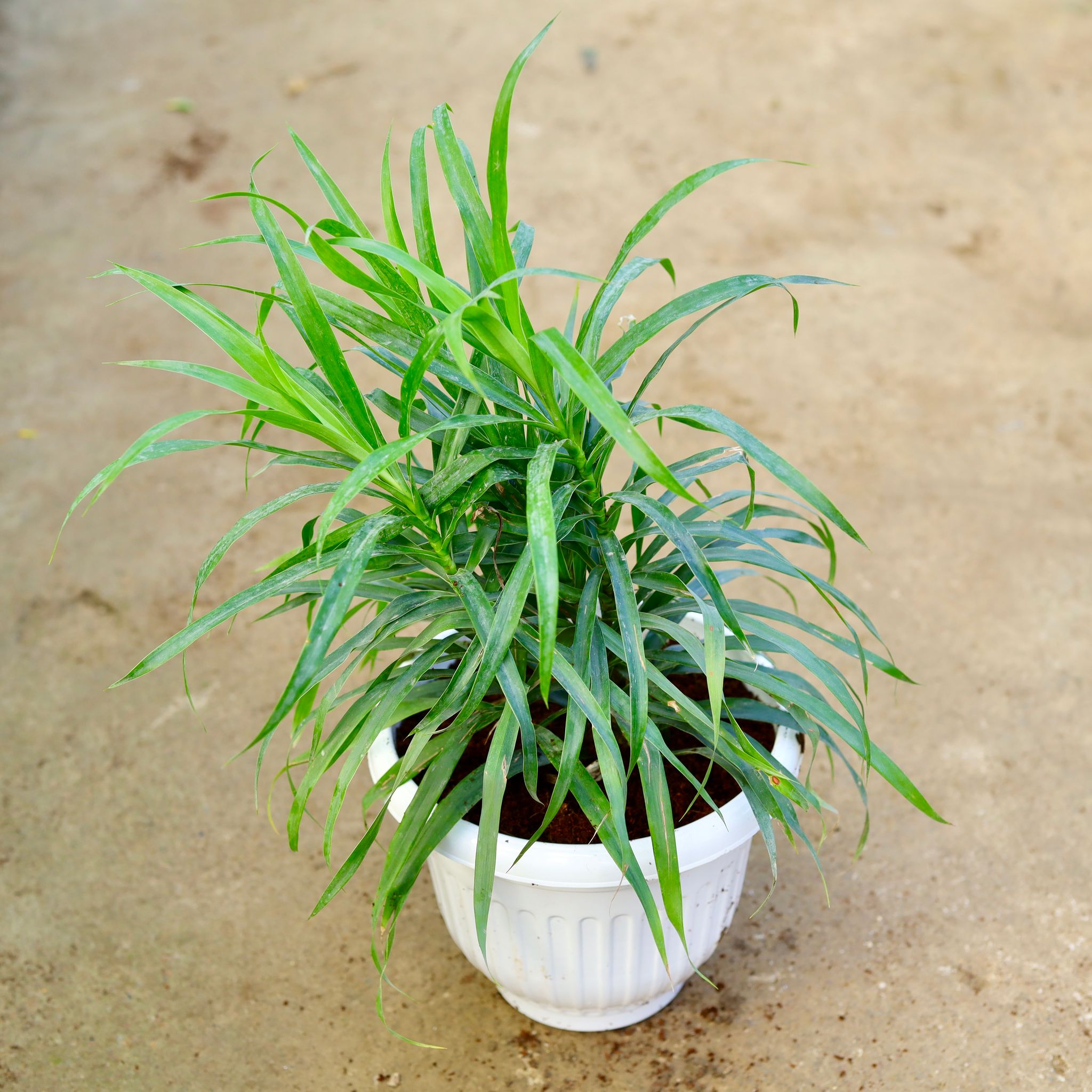 Dracaena Green in 10 Inch White Olive Plastic Pot