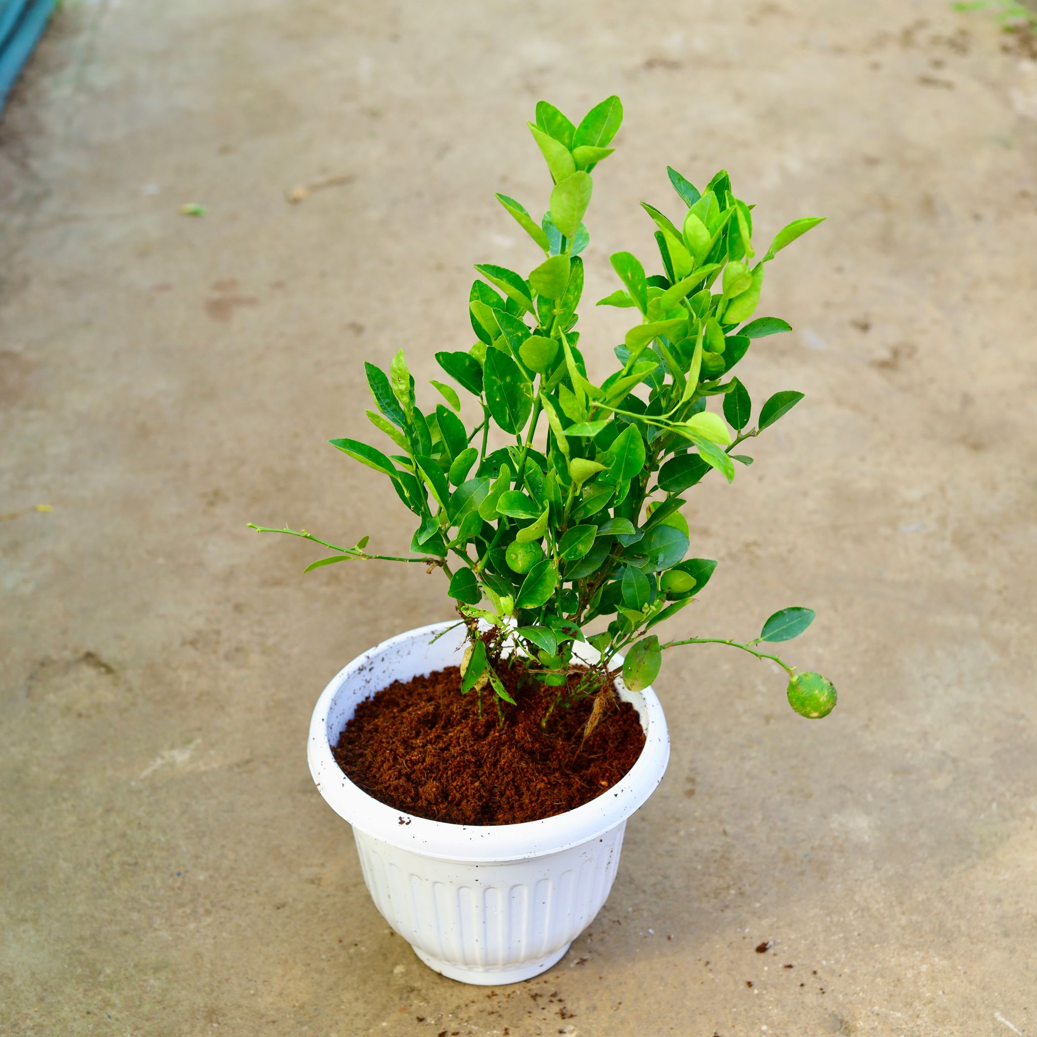 Nimbu / Lemon Plant in 10 Inch White Olive Plastic Pot