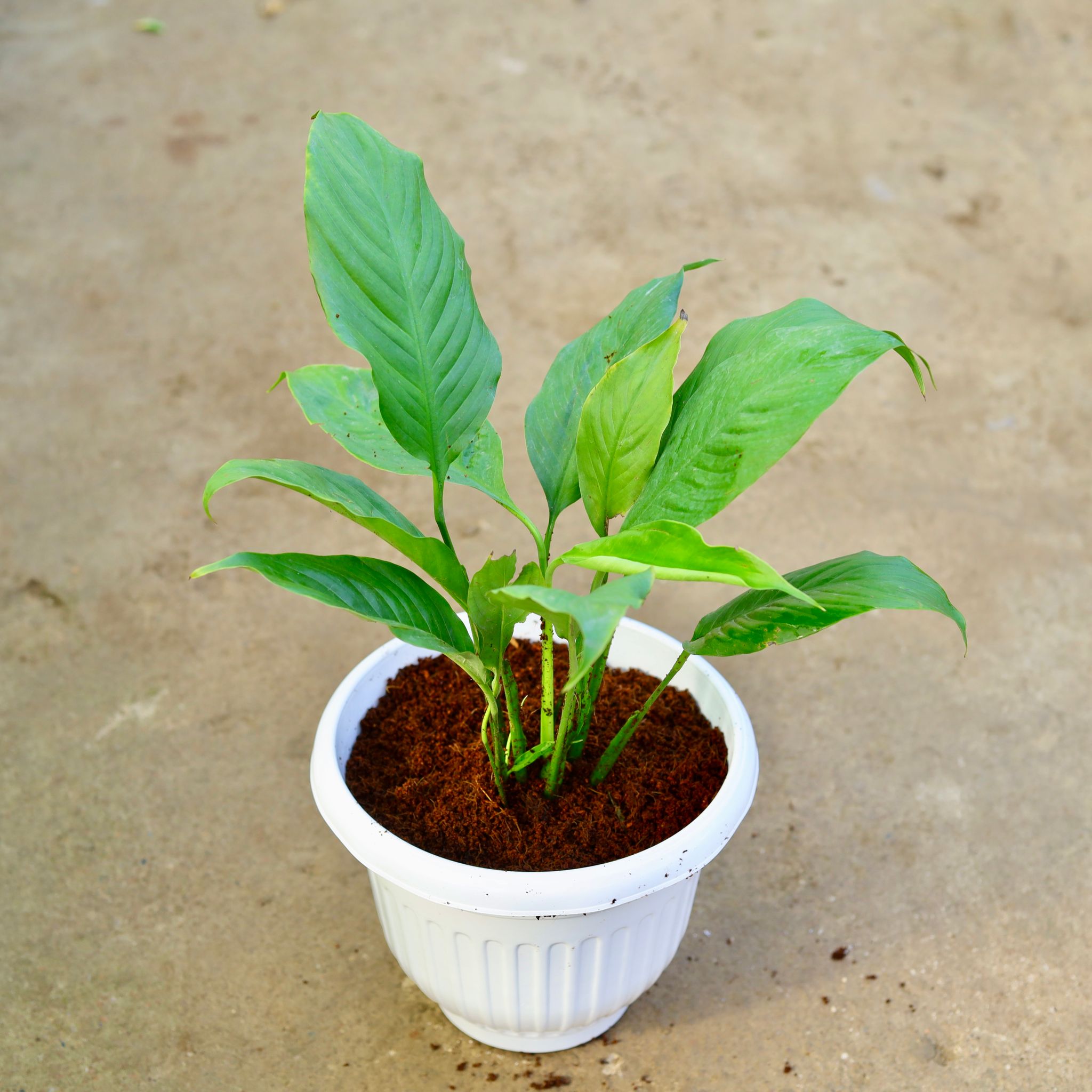 Peace Lily in 10 Inch White Olive Plastic Pot
