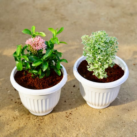 Set of 2 - Ixora Miniature Pink & Aralia White in 8 Inch White Olive Plastic Pot